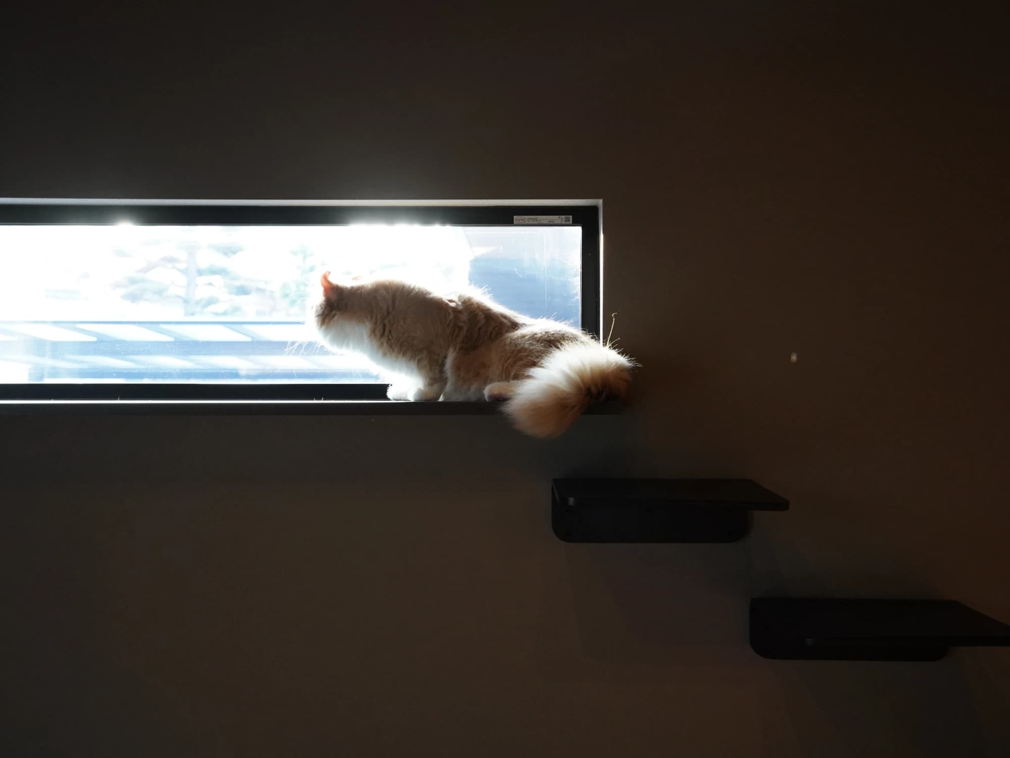 愛猫と過ごす一枚板テーブルが主役 大人の遊び心溢れる漆黒の平屋 写真4