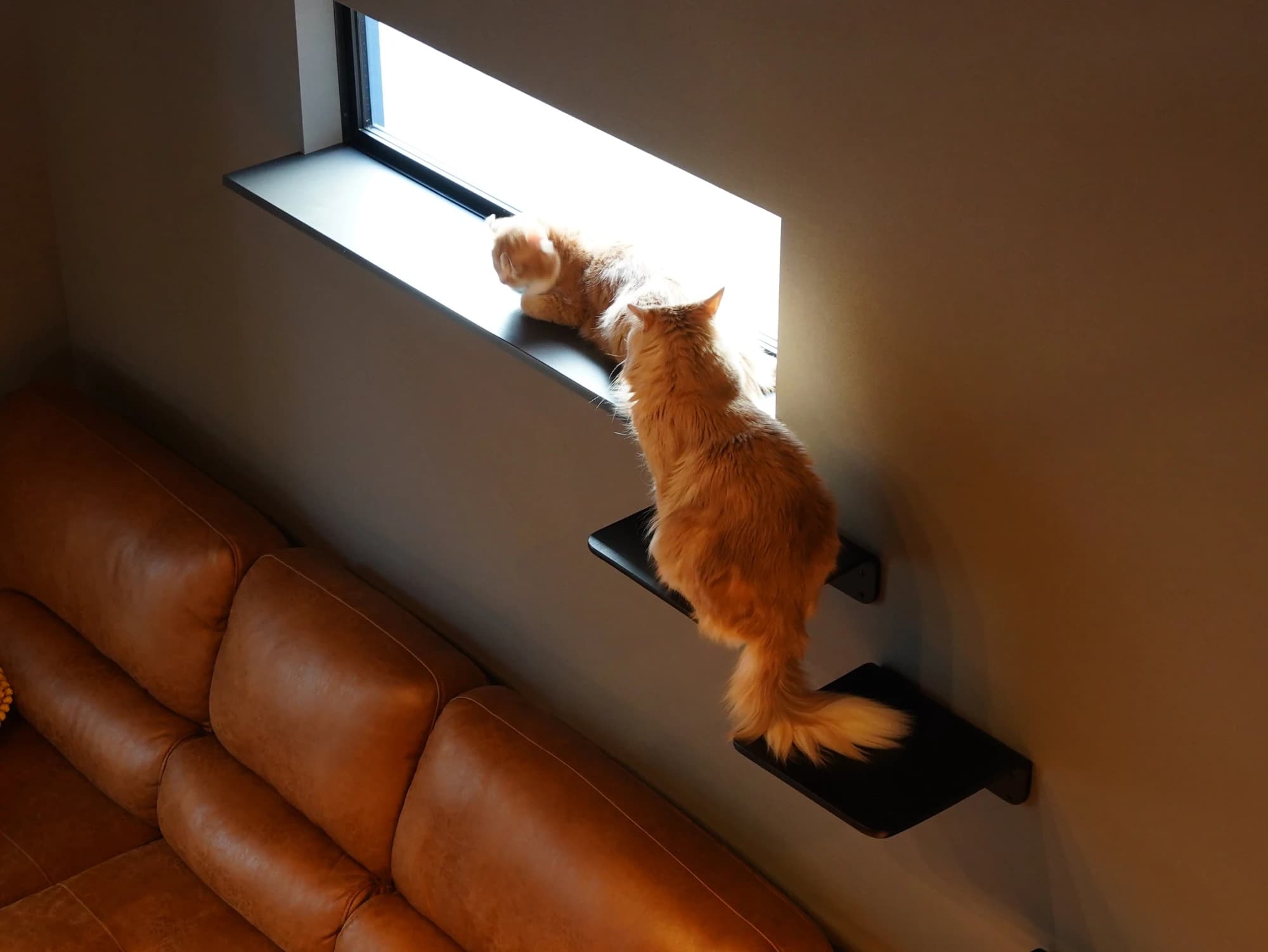 愛猫と過ごす一枚板テーブルが主役 大人の遊び心溢れる漆黒の平屋 写真5